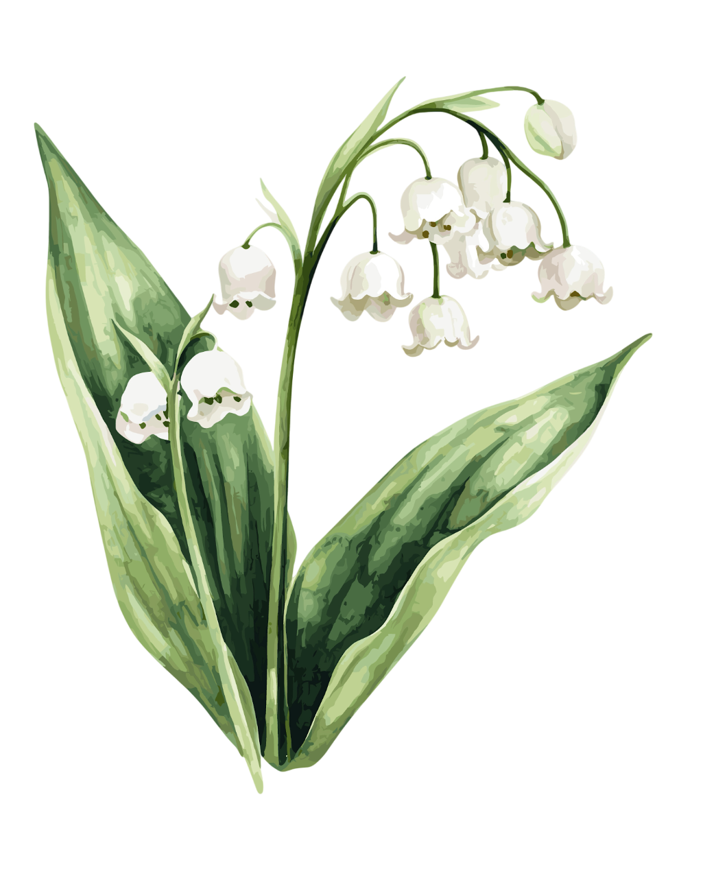 Maigloeckchen duft
