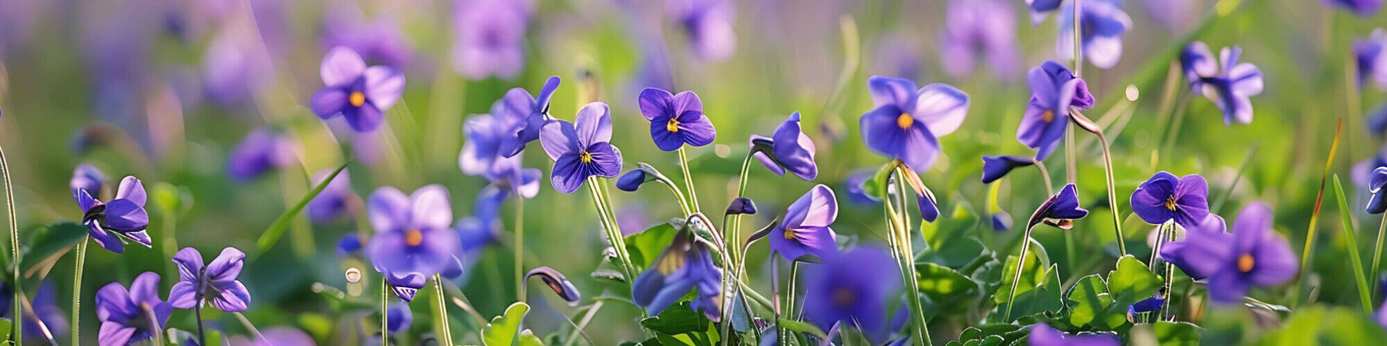 Veilchenparfums Veilchenparfums