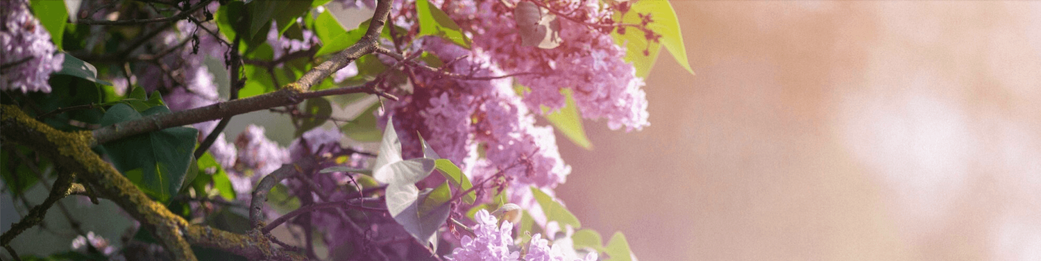 parfums mit fliederduft parfums mit fliederduft