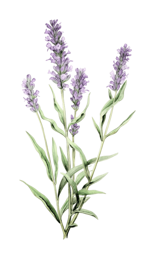 Lavendel Lavendel