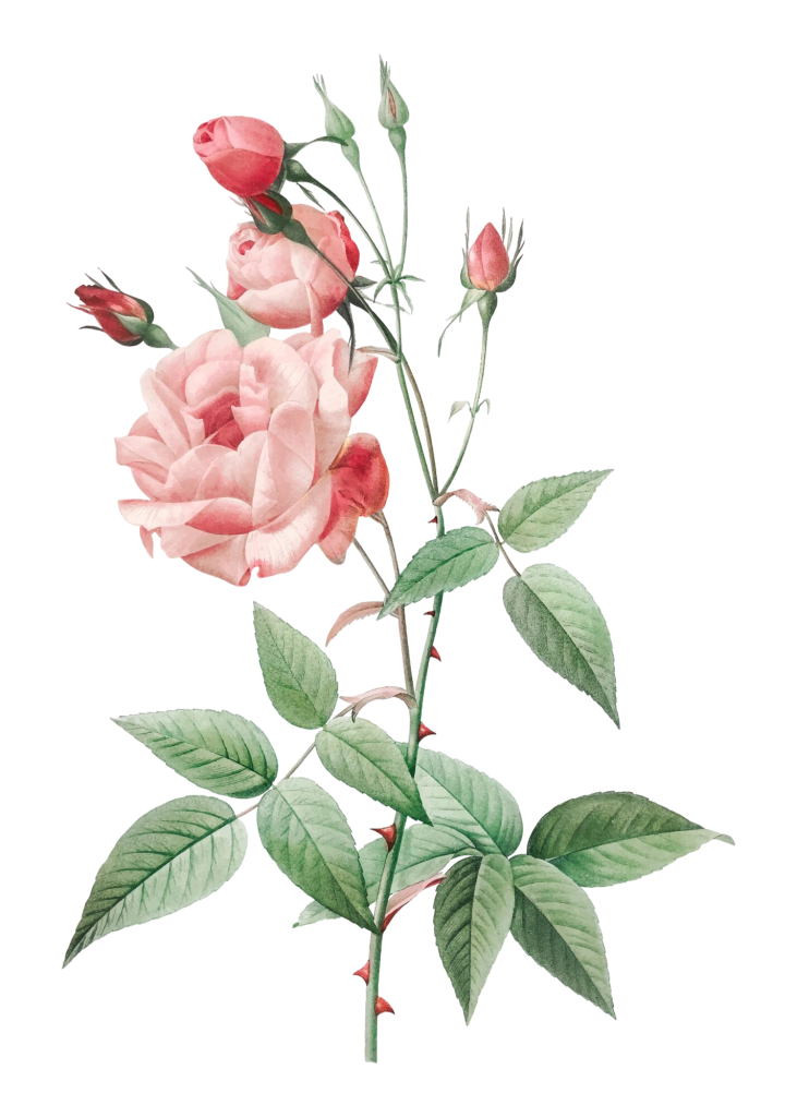 rose rose